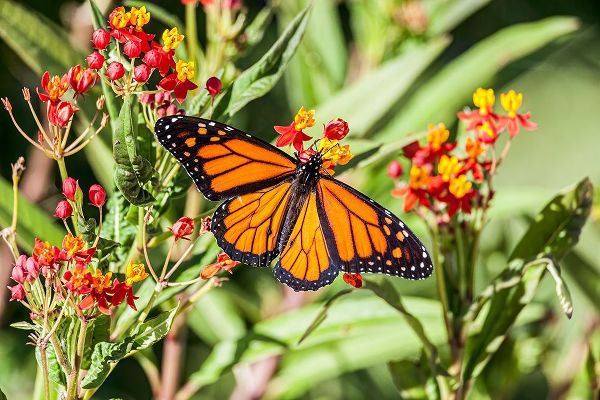 Monarch butterfly lights on a milkweed bloom